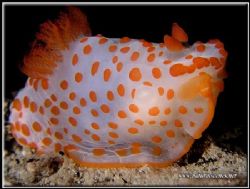 Funky long name for this Red-Papulose Gymnodoris.C5050 by Yves Antoniazzo 